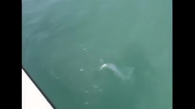 Candi Apples Anal Fucked On The Boat
