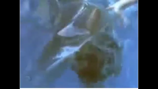 Drawning Girl In A Swimming Pool Is A Great Fun For This Bullies